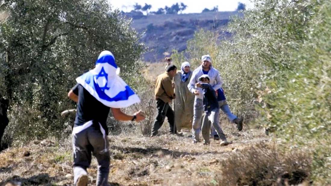 পশ্চিম তীরে ফিলিস্তিনি কৃষকদের জলপাই চুরি করে নিয়ে যাচ্ছে ইসরায়েলিরা
